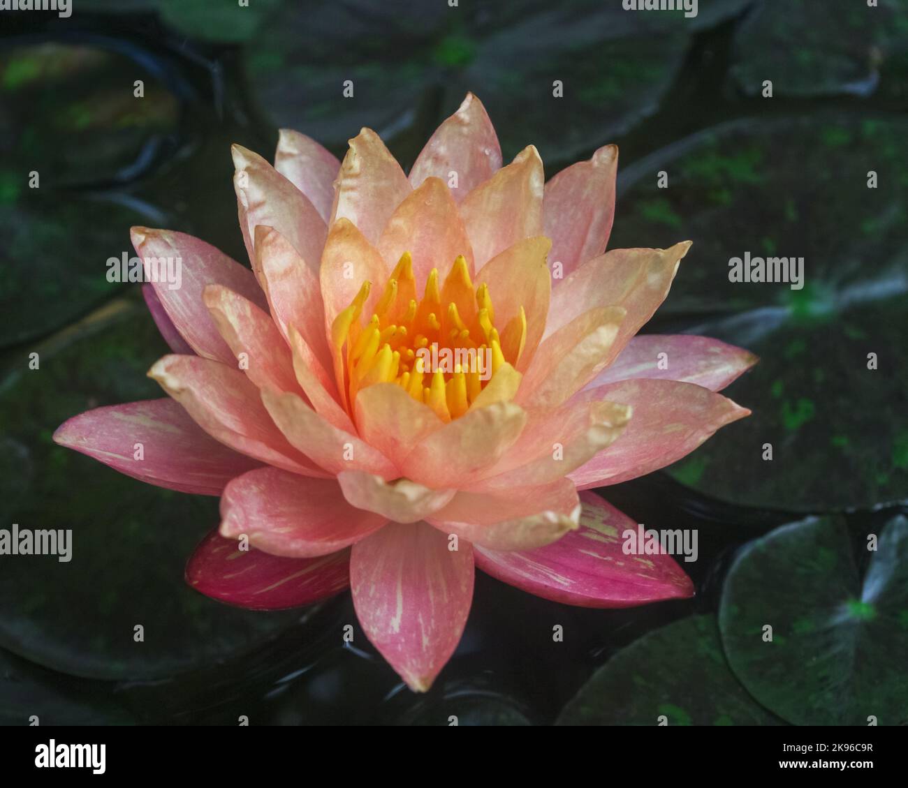 Closeup view of creamy pink orange water lily wanvisa nymphaea flower blooming outdoors on dark natural background Stock Photo
