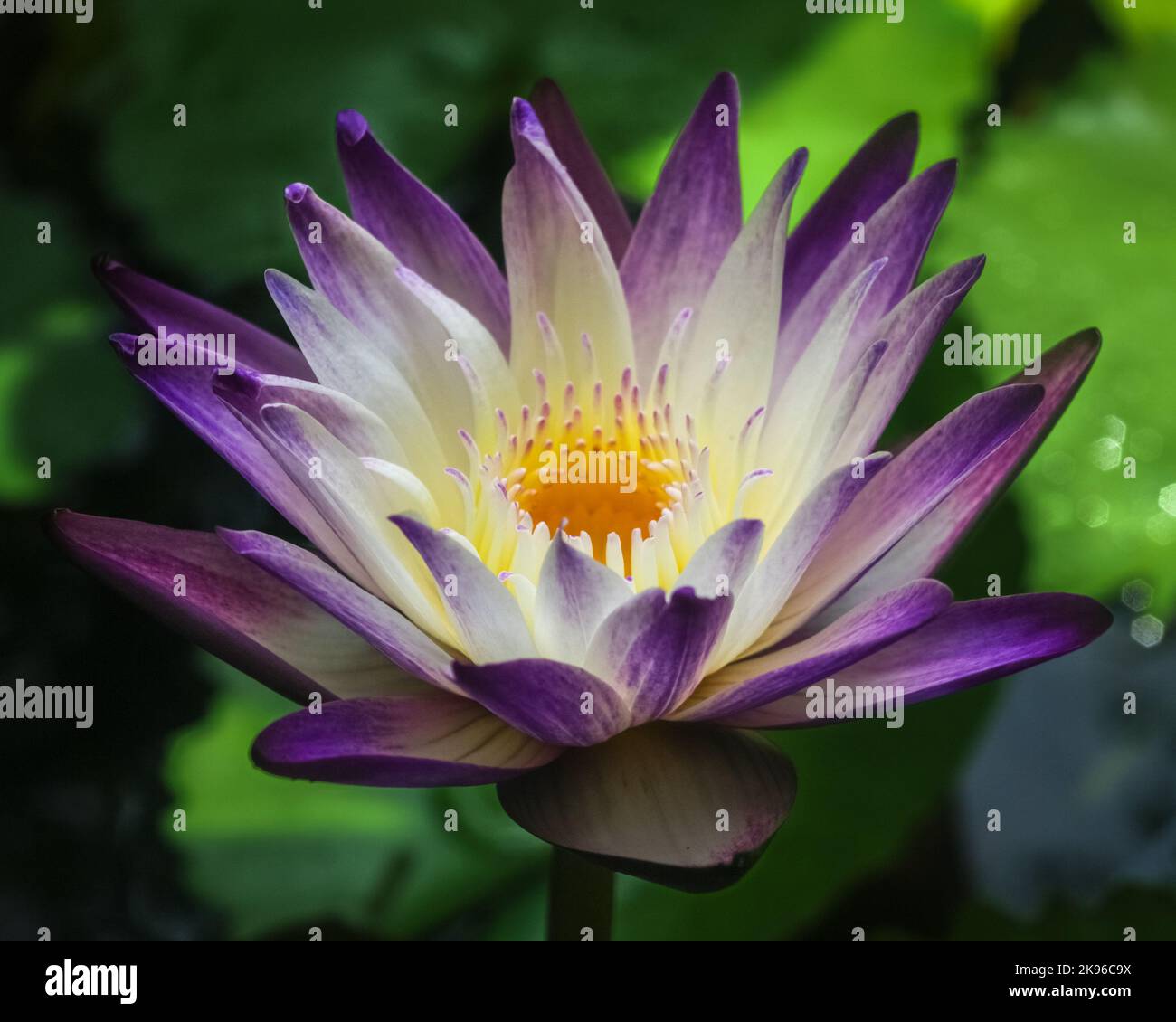Closeup view of bright purple and white water lily 'purple joy' flower blooming outdoors on dark background Stock Photo