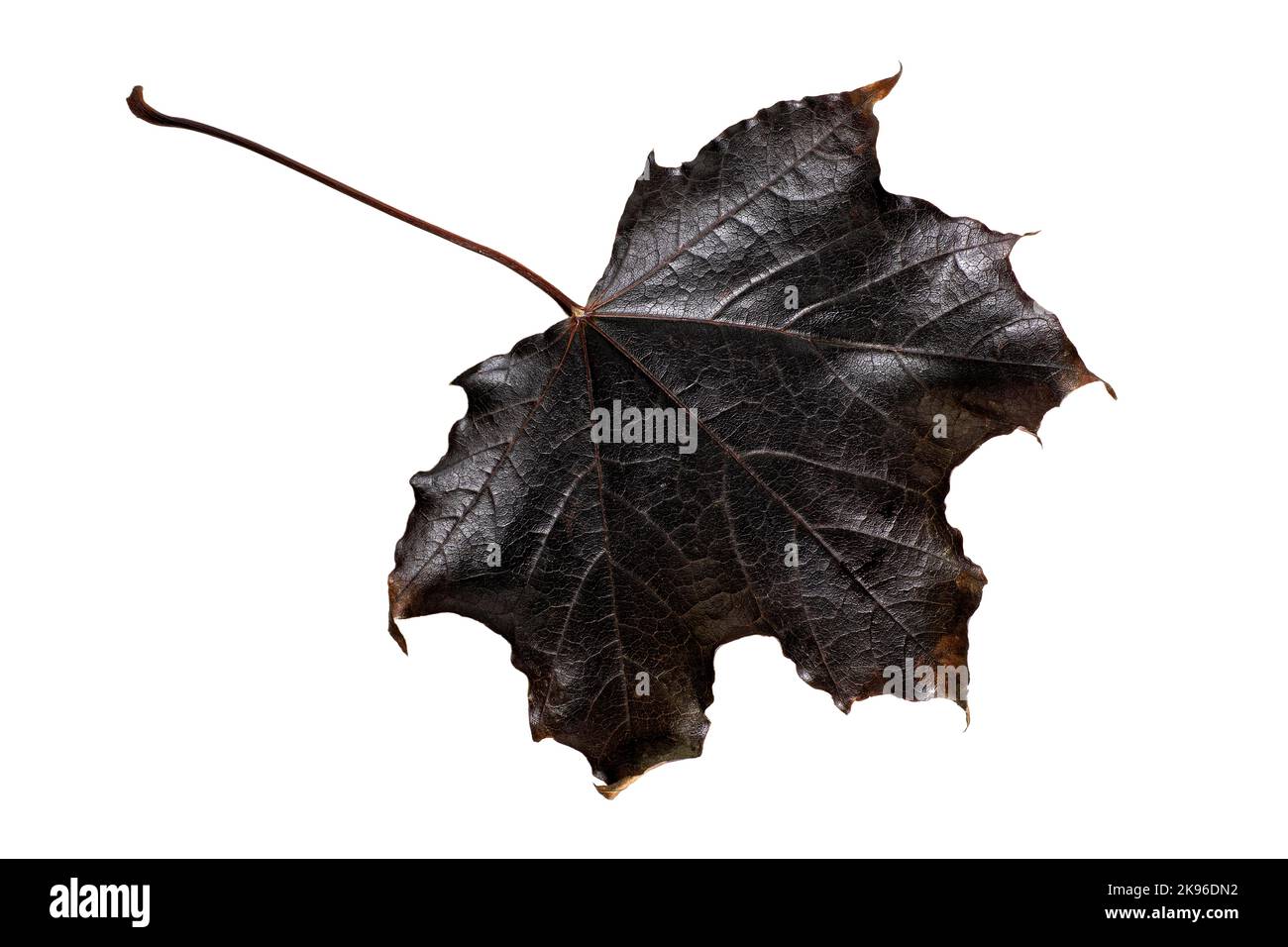 black autumn maple leaf isolated on white background Stock Photo