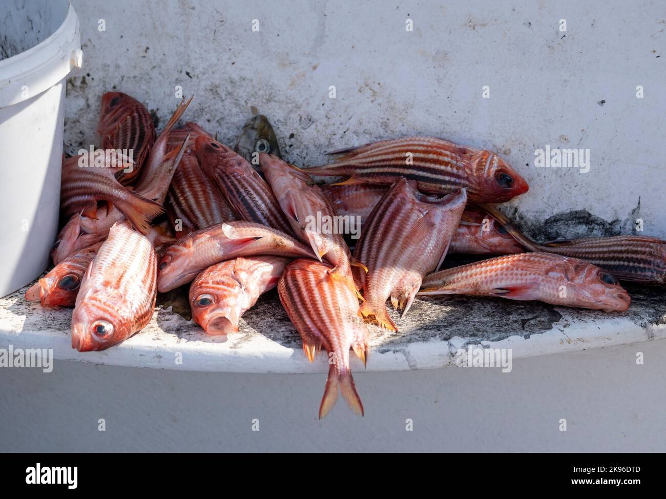 Freshly Red Striped Squirrel fish (Sargocentron rubrum) on a Fishermans boat, Agios Gorgeous harbour, Cyprus. Stock Photo