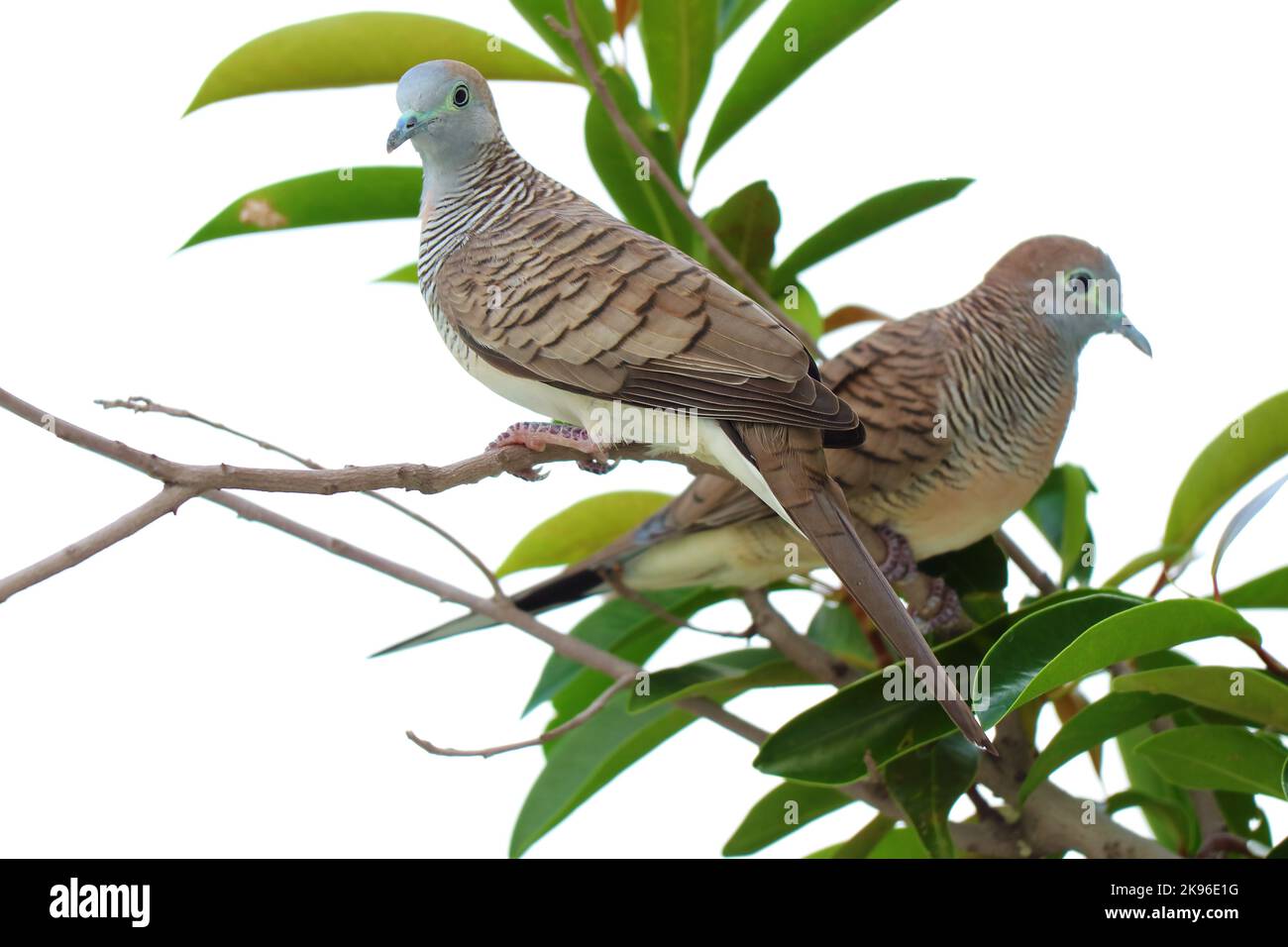Closeup of Two Wild Zebra Doves Relaxing on Houseplant Branches Stock Photo