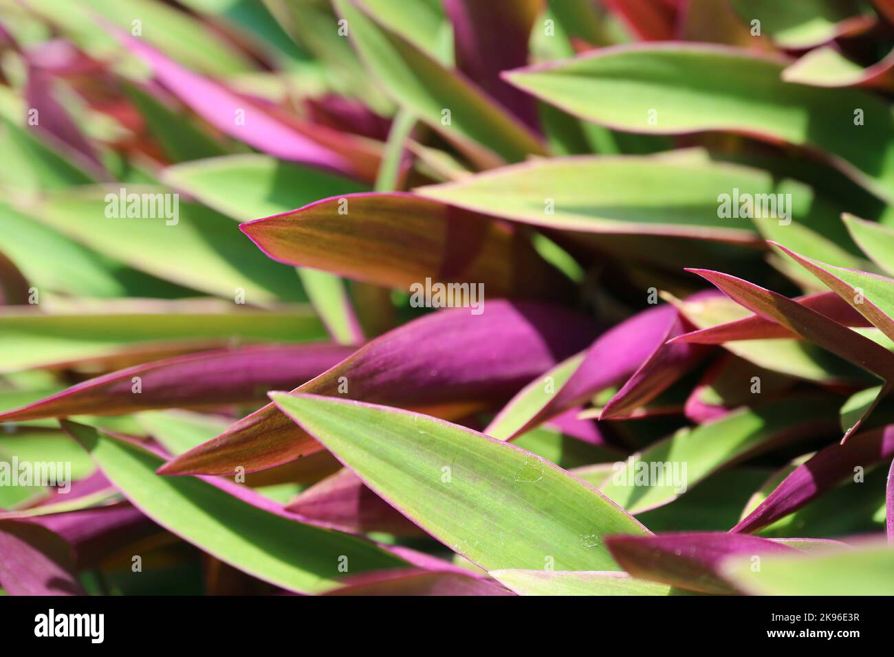 Amazing Green with Purple Leaves of Boat Lily or Oyster Plants in the Sunlight Stock Photo