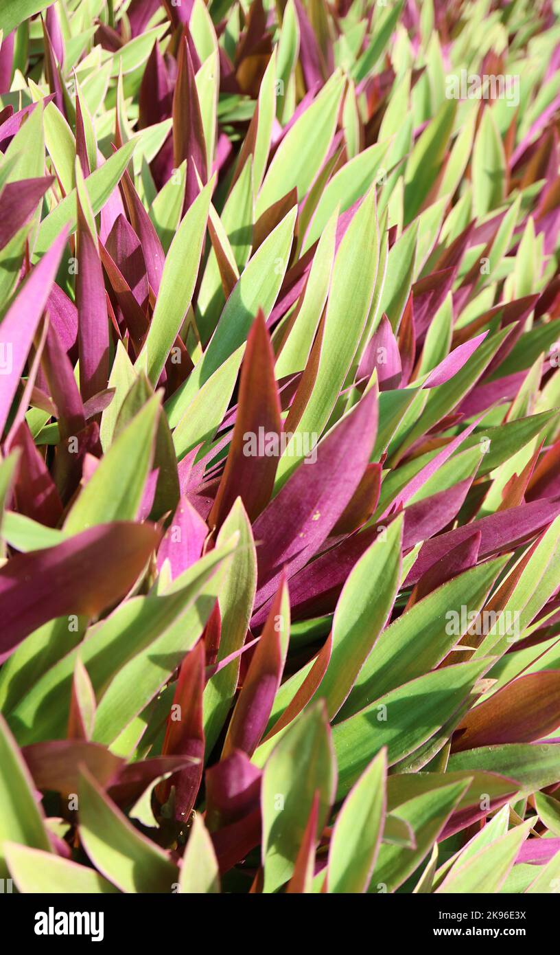 Stunning Variegated Leaves of Moses In The Cradle or Oyster Plants in