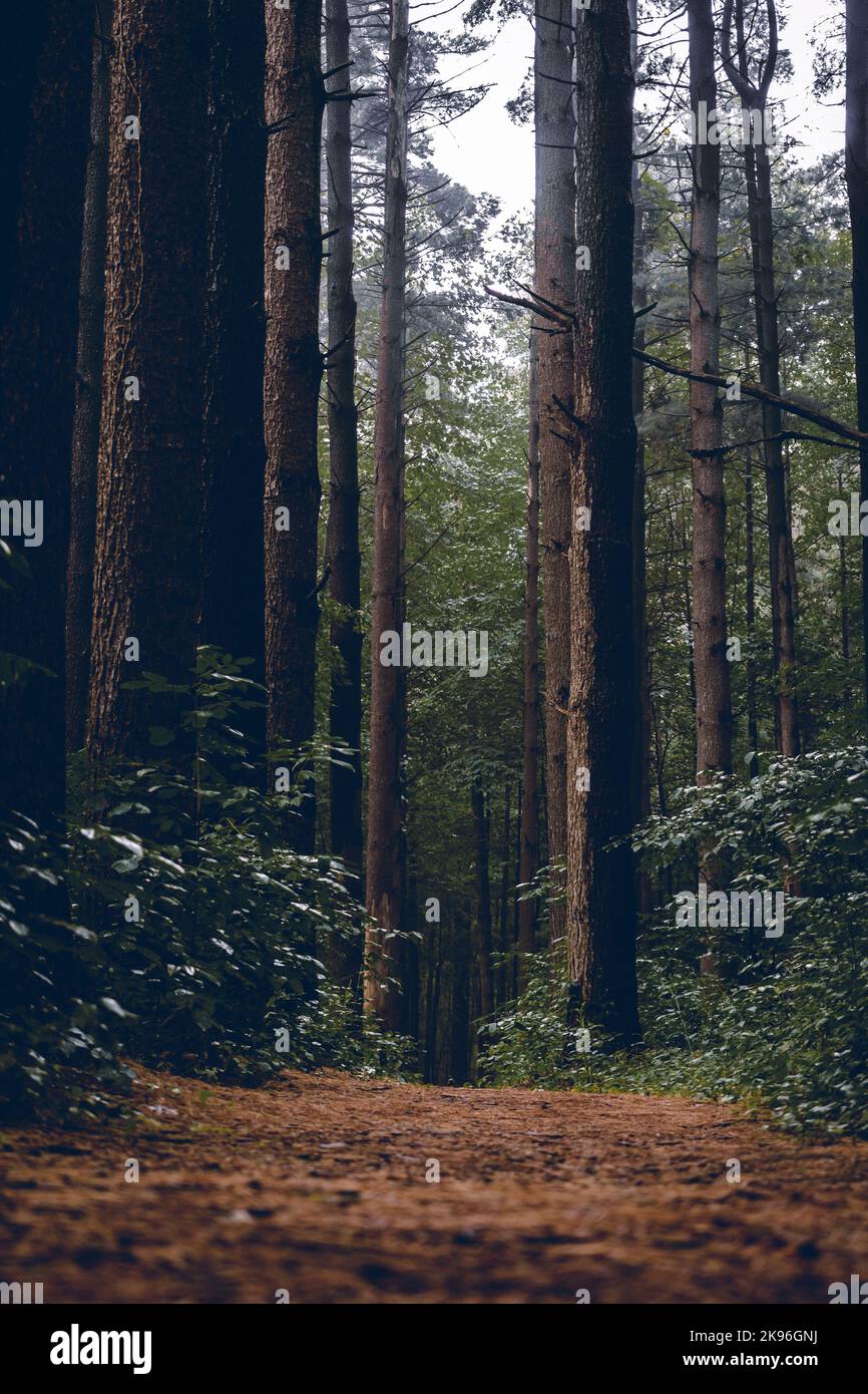 Beautiful vertical shot forest hi-res stock photography and images - Alamy