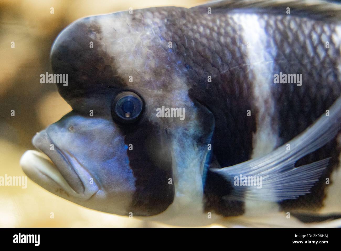 A closeup of a Cyphotilapia frontosa swimming under the water Stock Photo
