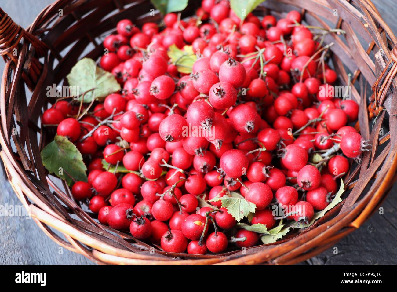 Ripe hawthorn berries, hawthorn branches in basket. Useful medicinal plants Stock Photo