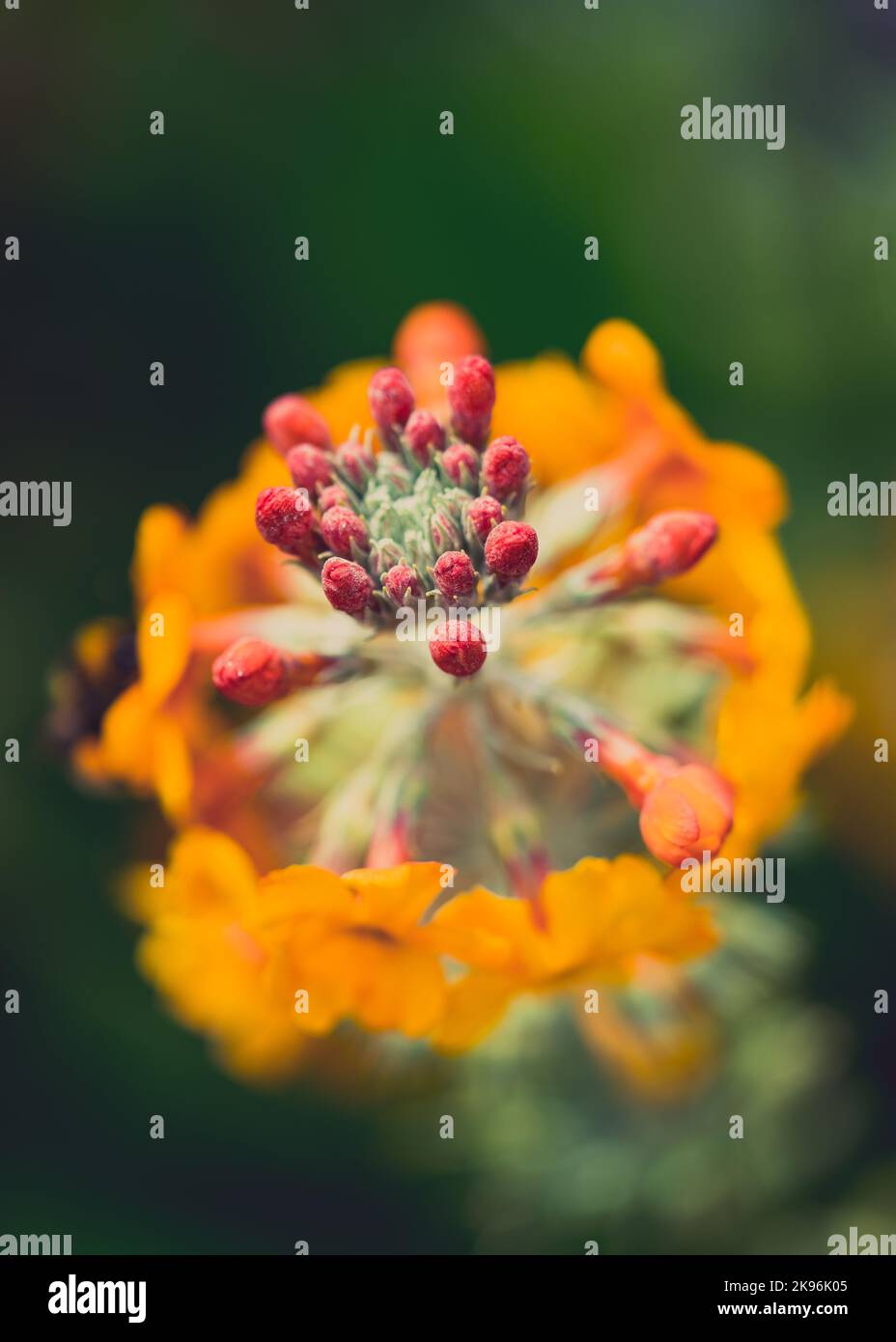A closeup of a Primula bulleyana against a green blurred background, a vertical shot Stock Photo