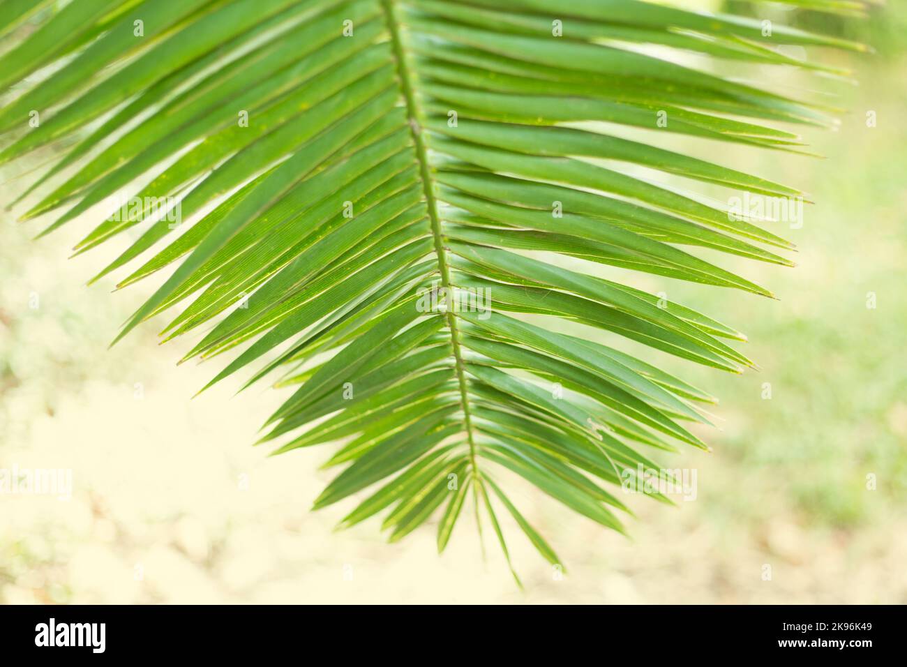 Bottle palm tree leaf hi-res stock photography and images - Alamy