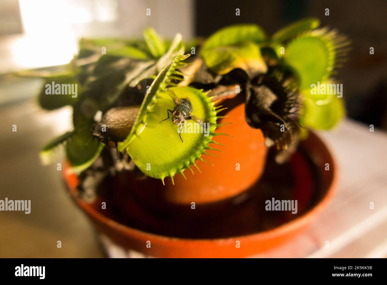 A long dead fly, caught by a Venus fly trap which has reopened its cage to reveal the body of