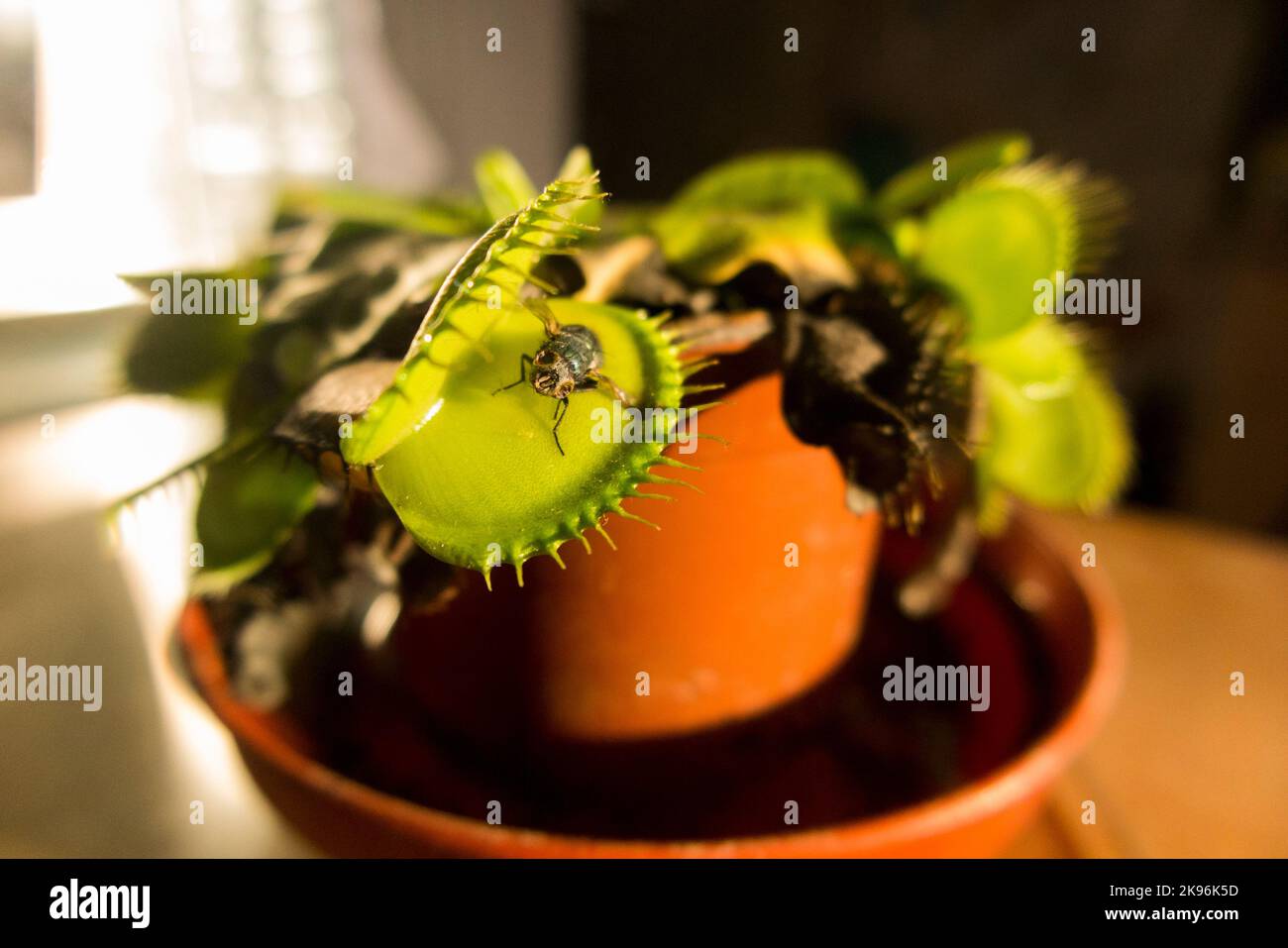 A long dead fly, caught by a Venus fly trap which has reopened its cage