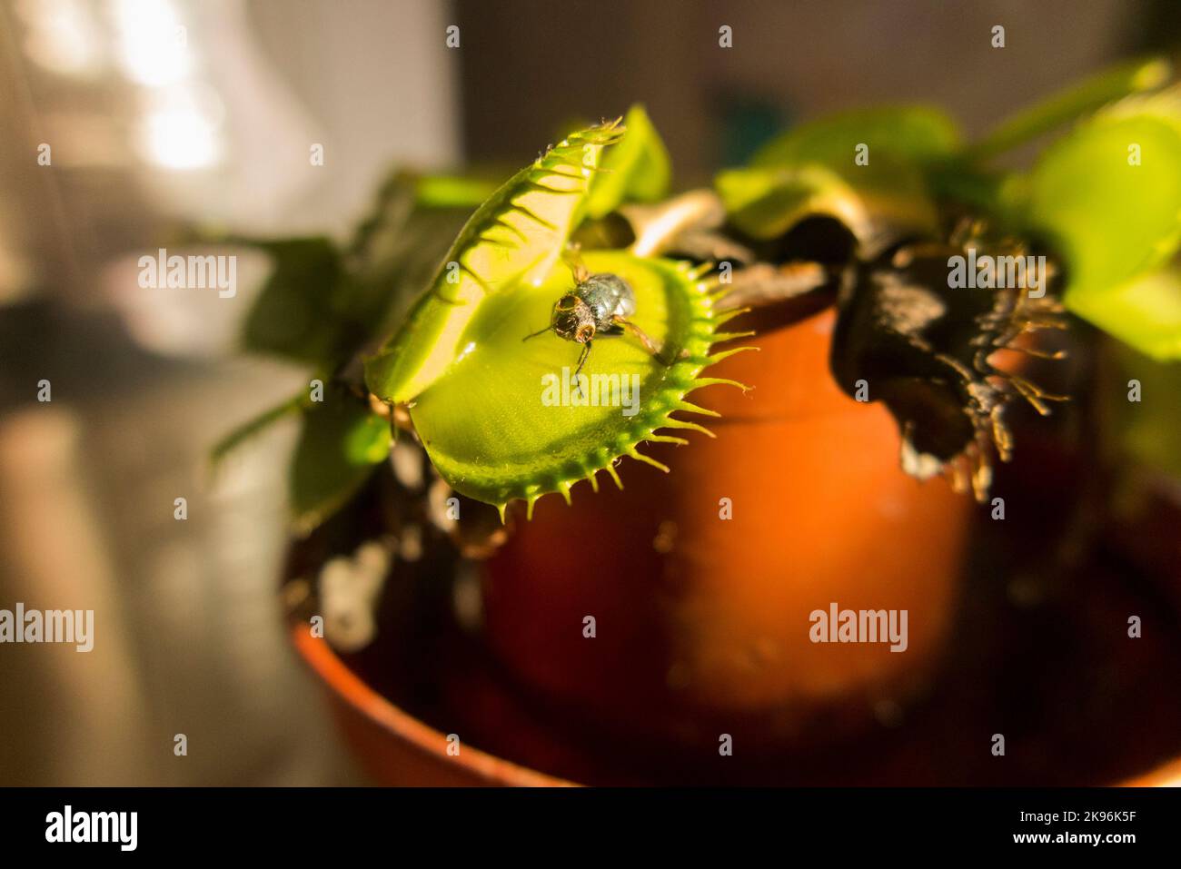 A long dead fly, caught by a Venus fly trap which has reopened its cage to reveal the body of