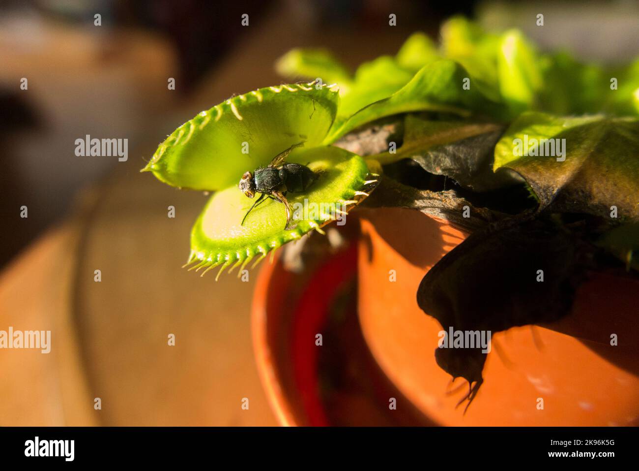 A long dead fly, caught by a Venus fly trap which has reopened its cage to reveal the body of the bluebottle housefly. Some leaves have died in autumn. UK (132) Stock Photo