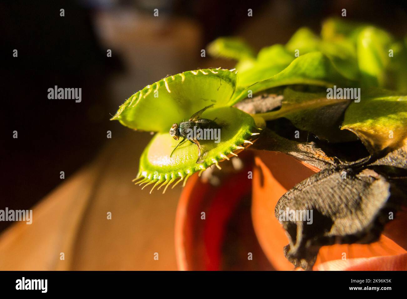 A long dead fly, caught by a Venus fly trap which has reopened its cage to reveal the body of