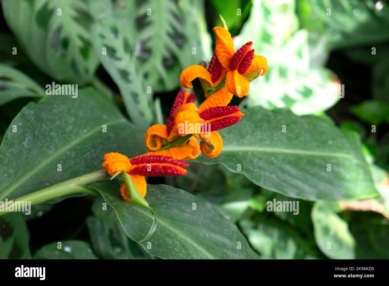 Orange and red flowers in bloom on tropical plant inside tropical house at the National Botanic Garden of Wales Carmarthenshire Wales UK KATHY DEWITT Stock Photo