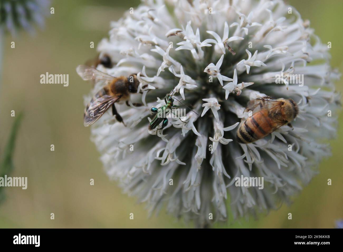 Bulb Insects The macro view of avian insects on an Echinops sphaerocephalus plant ...