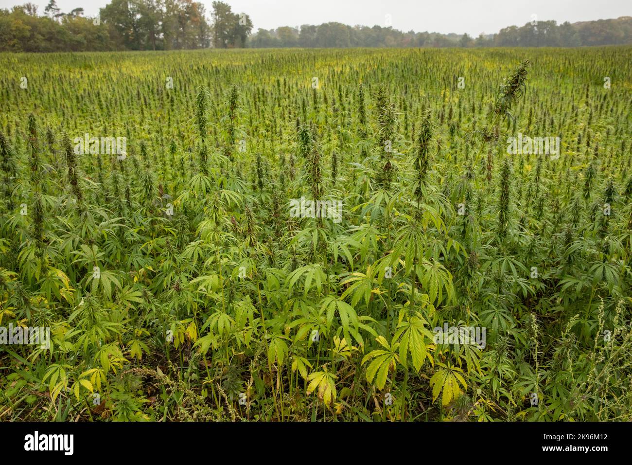 Bigfoot passing through Organic Hemp field 'Lifter' strain 'Cannabis  sativa', pm light Stock Photo - Alamy