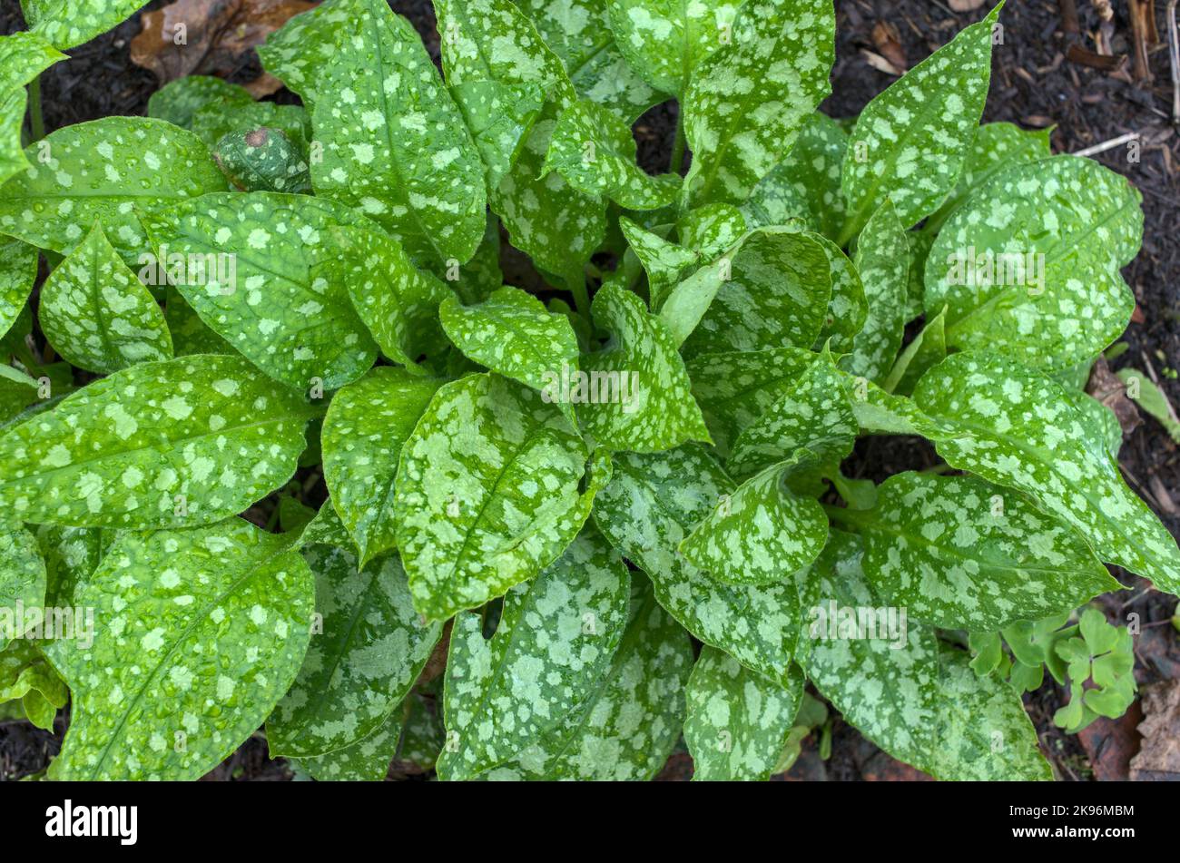 Close up of Pulmonaria lungwort 'Sissinghurst White' plant Stock Photo