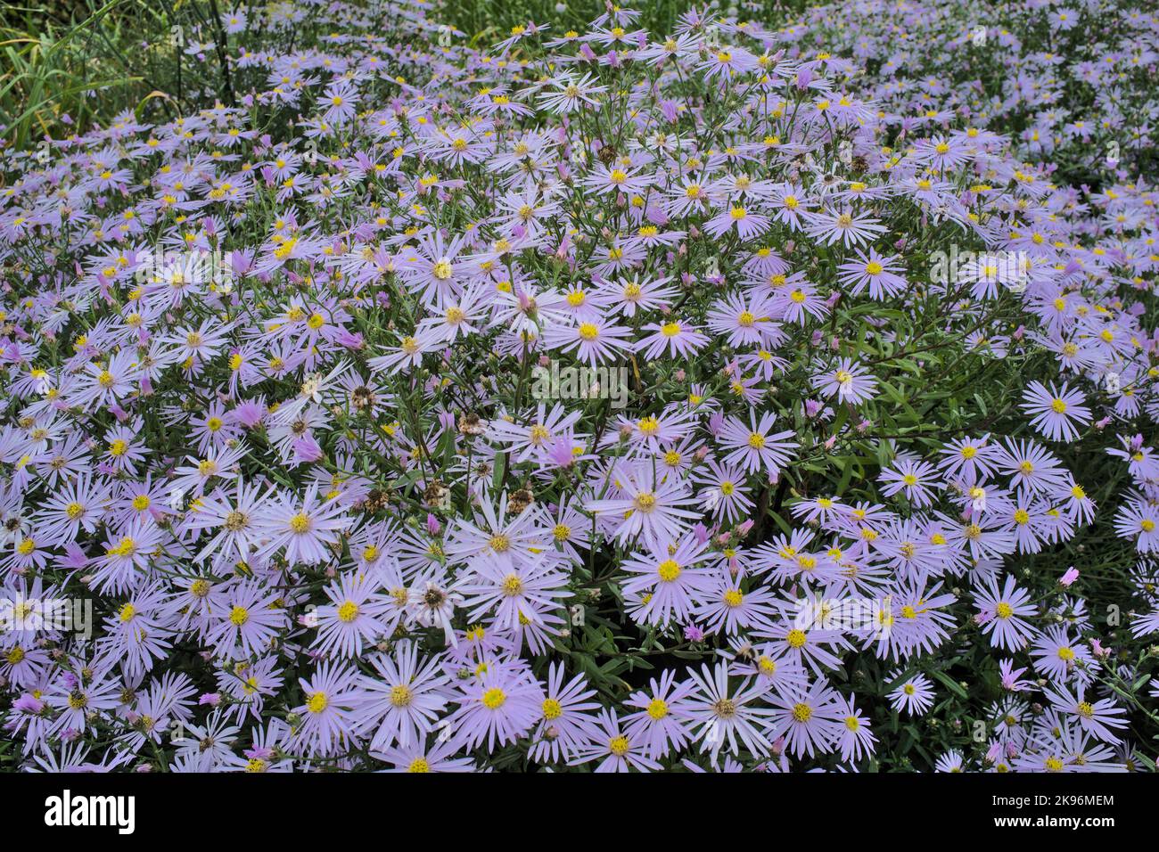 Flowering lilac and yellow Aster Lutetia filling the frame Stock Photo