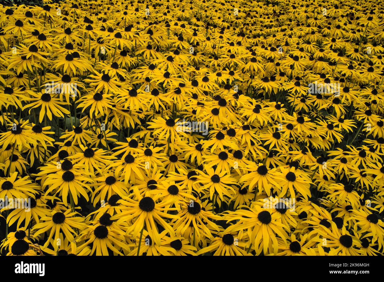 Beautiful yellow Rudbeckia flowers filling the frame Stock Photo