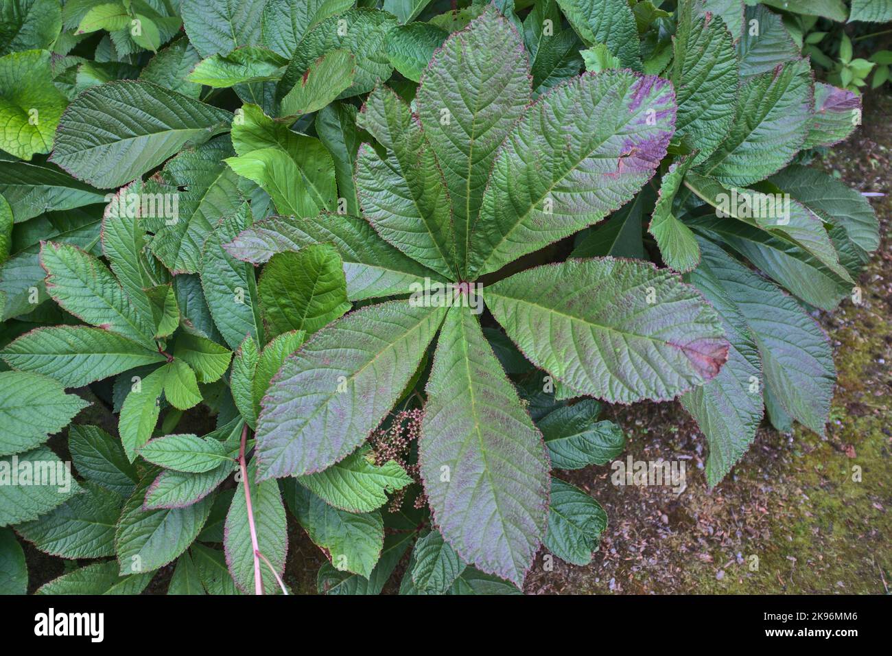 Close up of Rodgersia sambucifolia herbaceous perennial Stock Photo