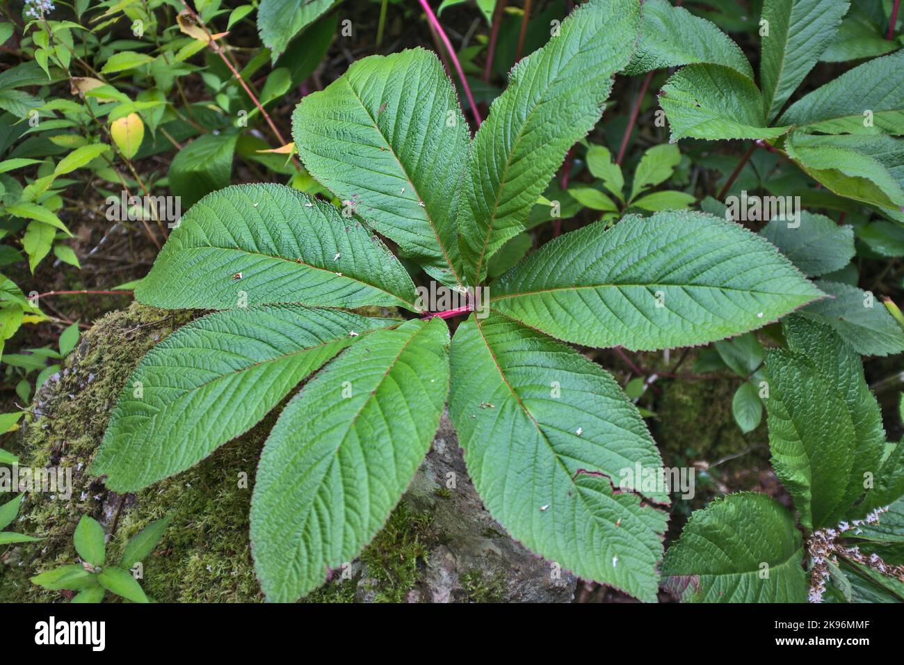 Close up of Rodgersia sambucifolia herbaceous perennial Stock Photo