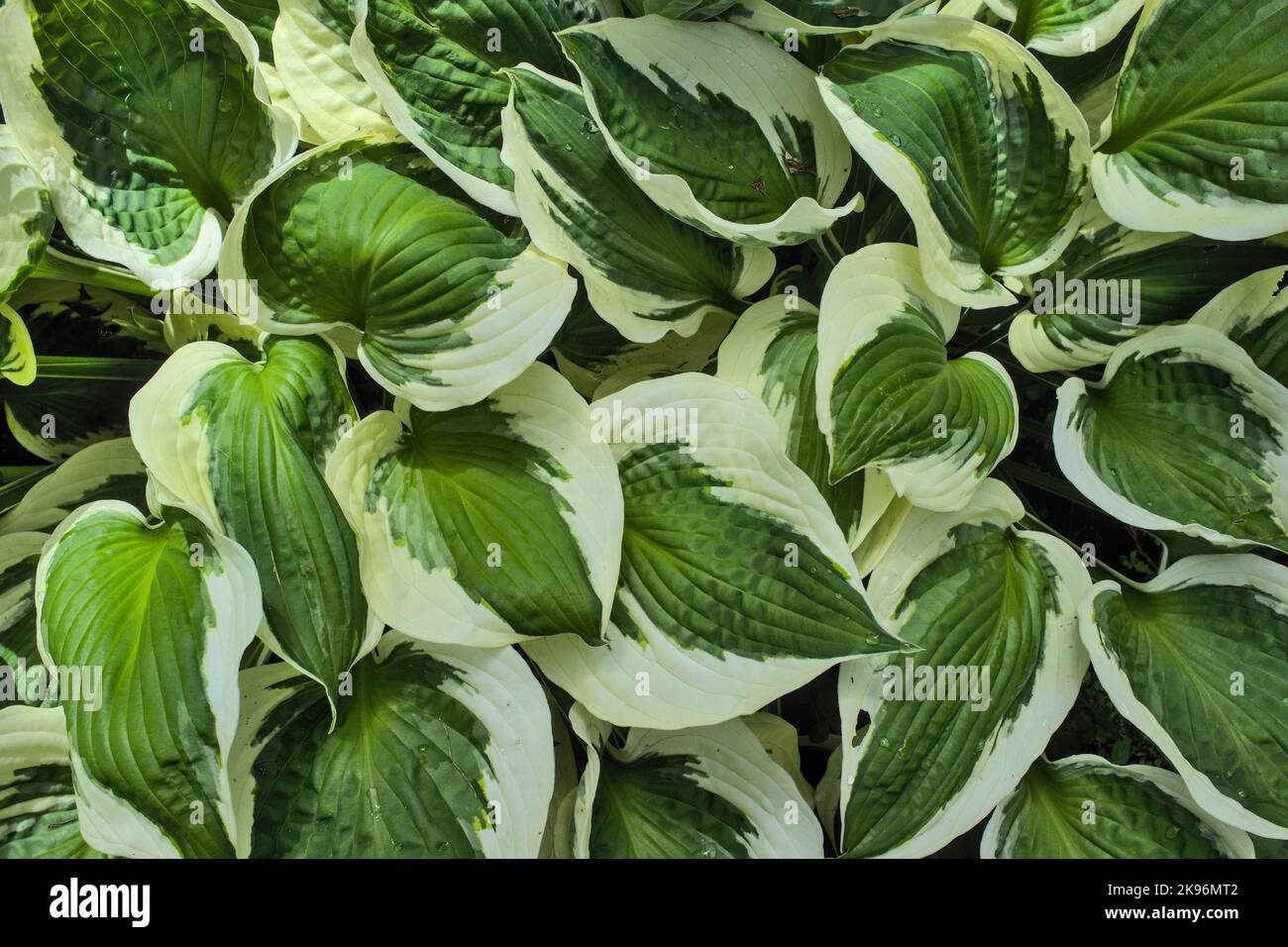 Variegated Hosta Iona leaves filling the frame Stock Photo
