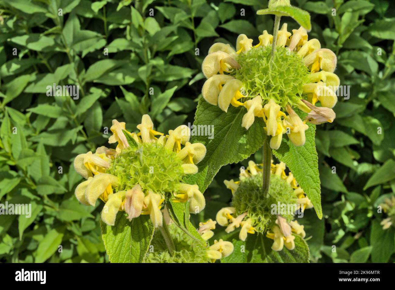 Phlomis Russeliana plant - yellow in bloom Stock Photo