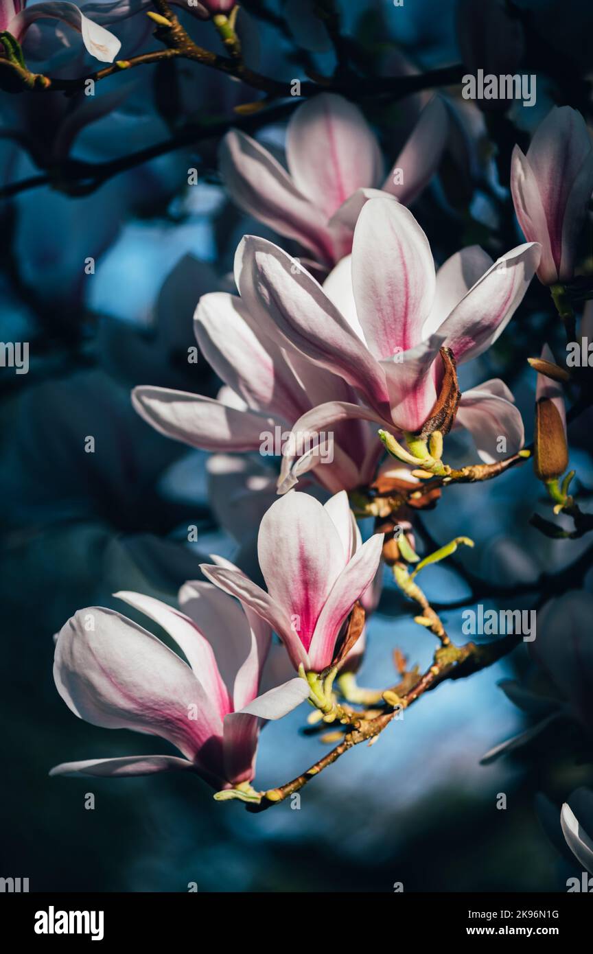 Pink Magnolia Tree with Blooming Flowers during Springtime Stock Photo ...