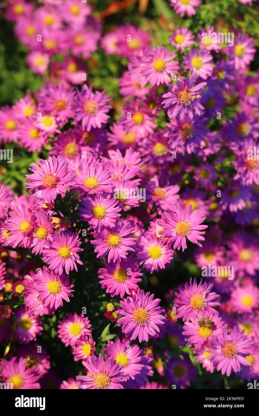 beautiful Autumn asters in the Evening light Stock Photo