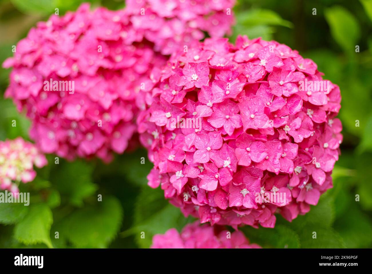Close Up Hot Pink Big Hortensia Fresh Flowers on Blur Background Stock ...