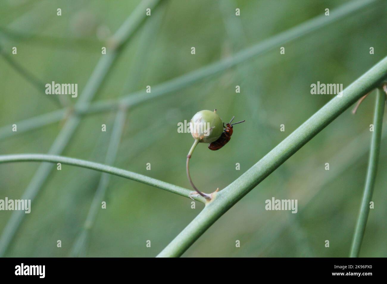 The close-up view of an Aulacophora femoralis on a green plant bud Stock Photo