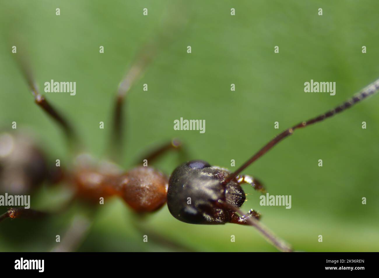 Banded sugar ant hi-res stock photography and images - Alamy