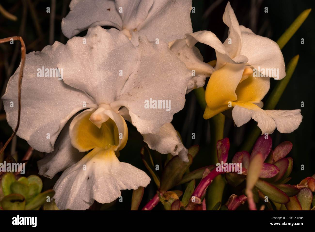 A closeup of white Cattleya Orchid flowers on a dark background Stock Photo