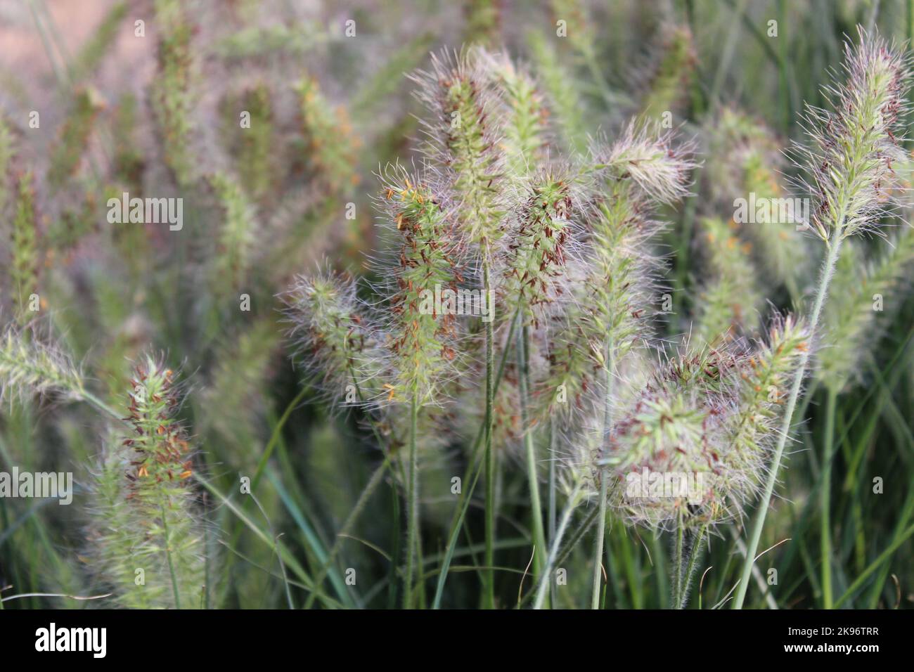 dwarf fountain grass  in the garden Stock Photo