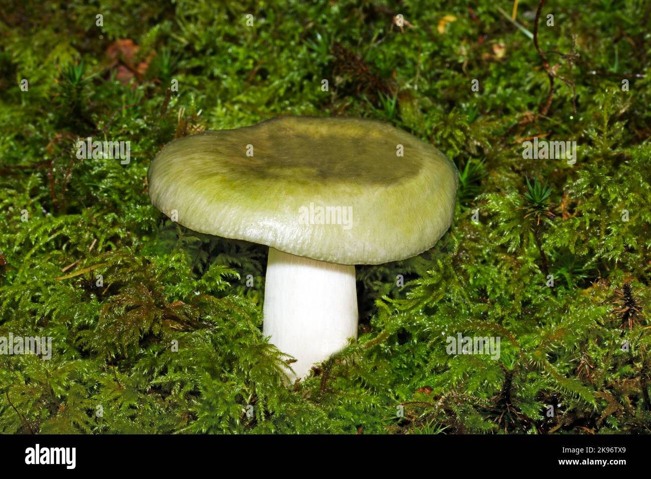 Russula cyanoxantha var. peltereaui (charcoal burner) is common throughout Europe in mixed forests. The variety peltereaui is a greenish colour. Stock Photo