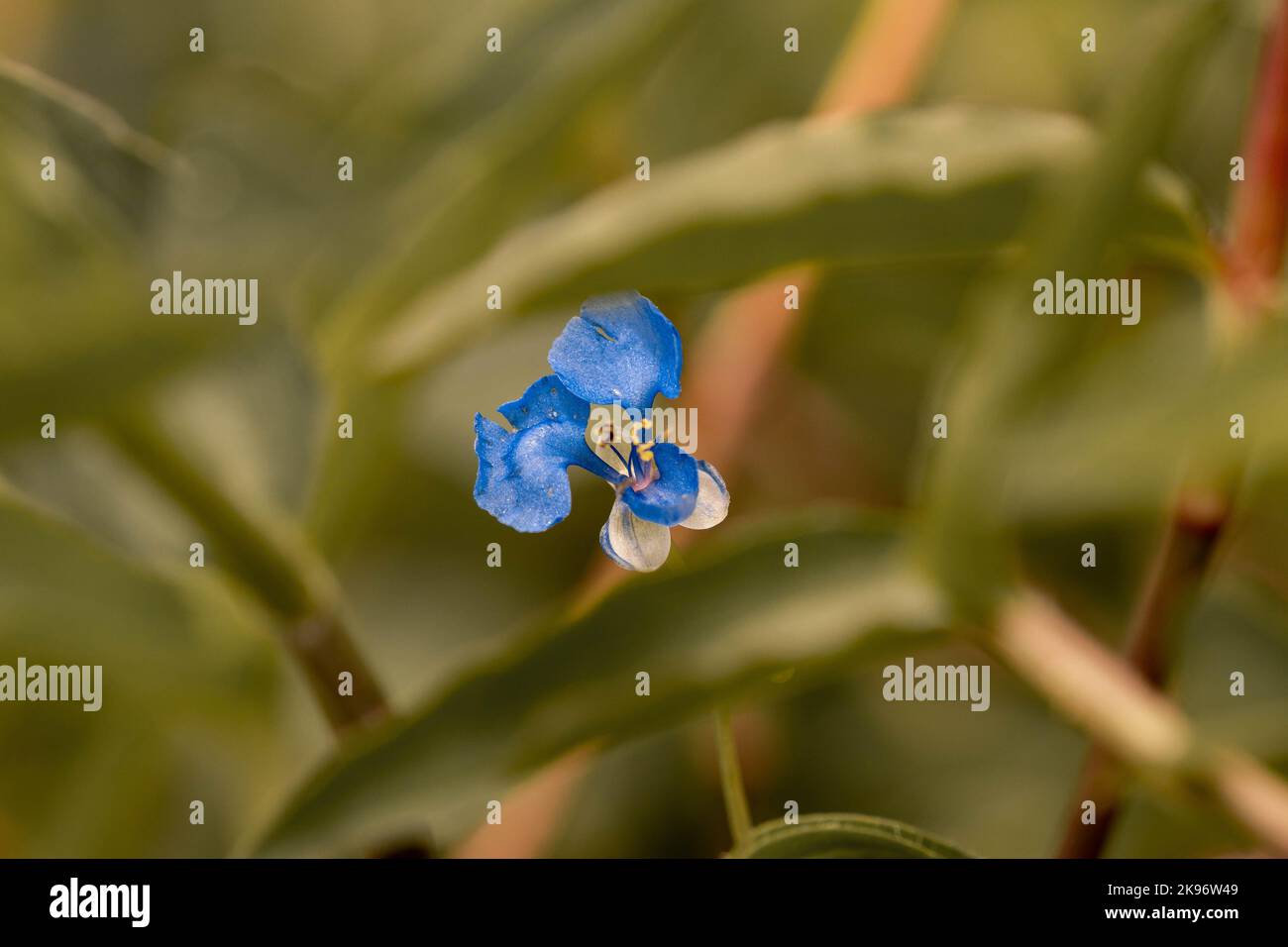 A closeup of a blue Commelina flower in a garden Stock Photo