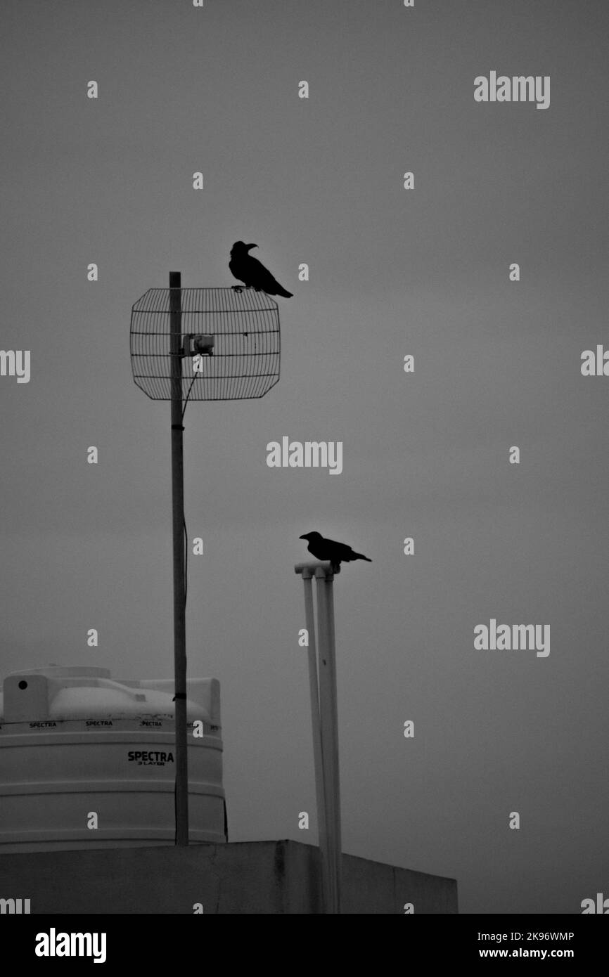 Crows standing Black and White Stock Photos & Images - Alamy
