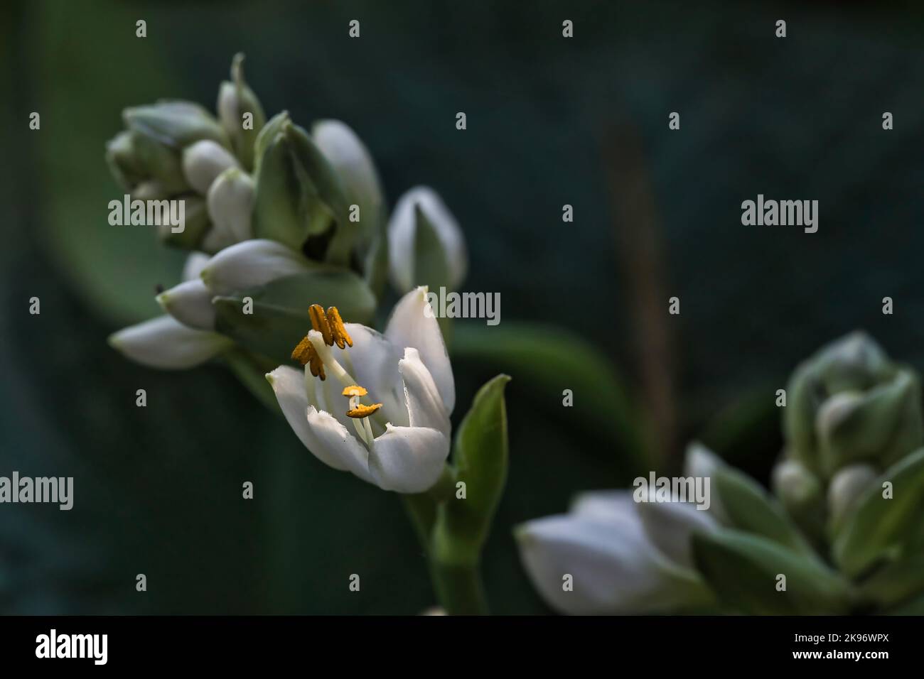 Agave amica hi-res stock photography and images - Alamy