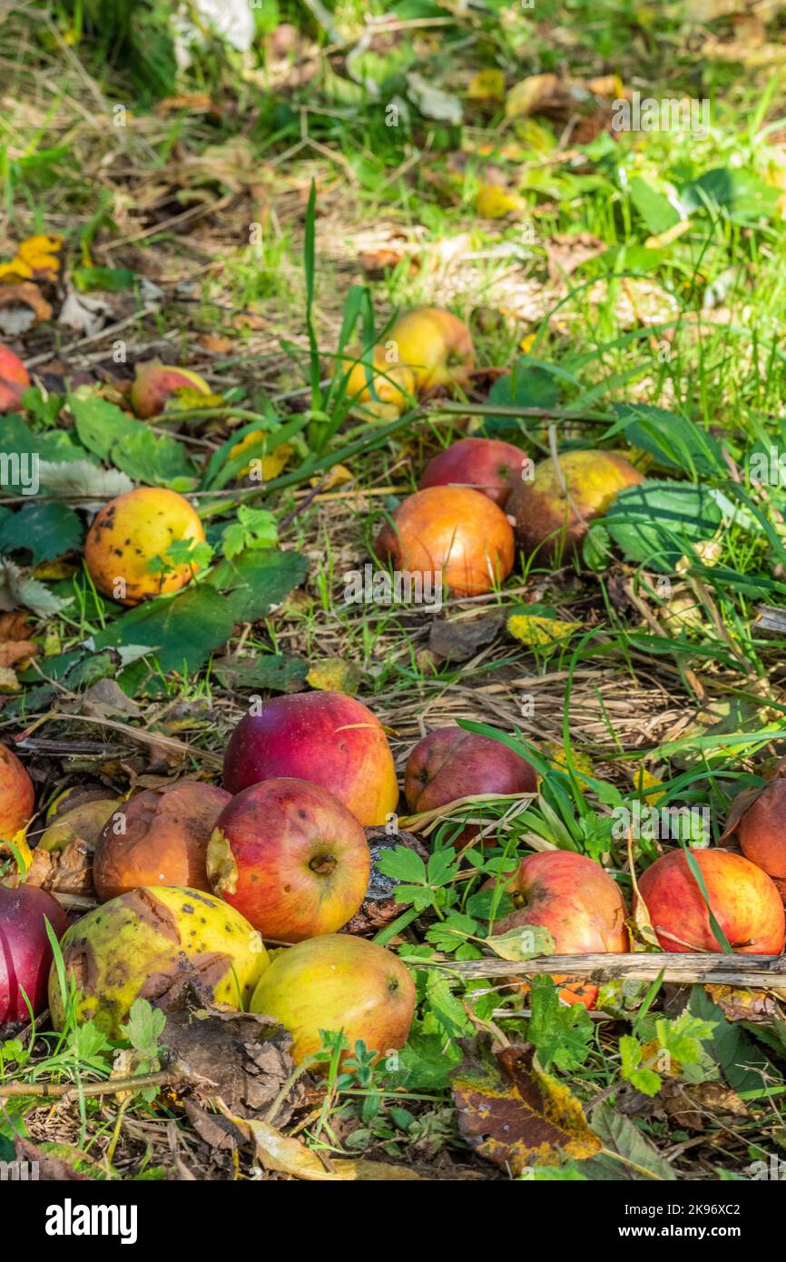 Red apples on the ground, fallen from a tree during harvest season in