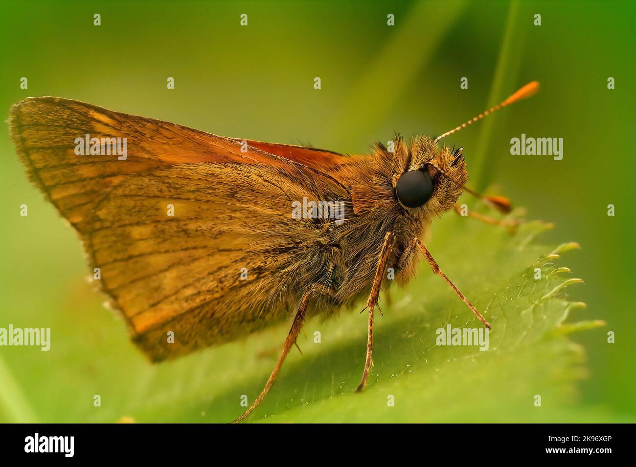 Natural closeup on a European Large skipper butterfly ,Ochlodes sylvanus sitting on a green leaf in the field Stock Photo