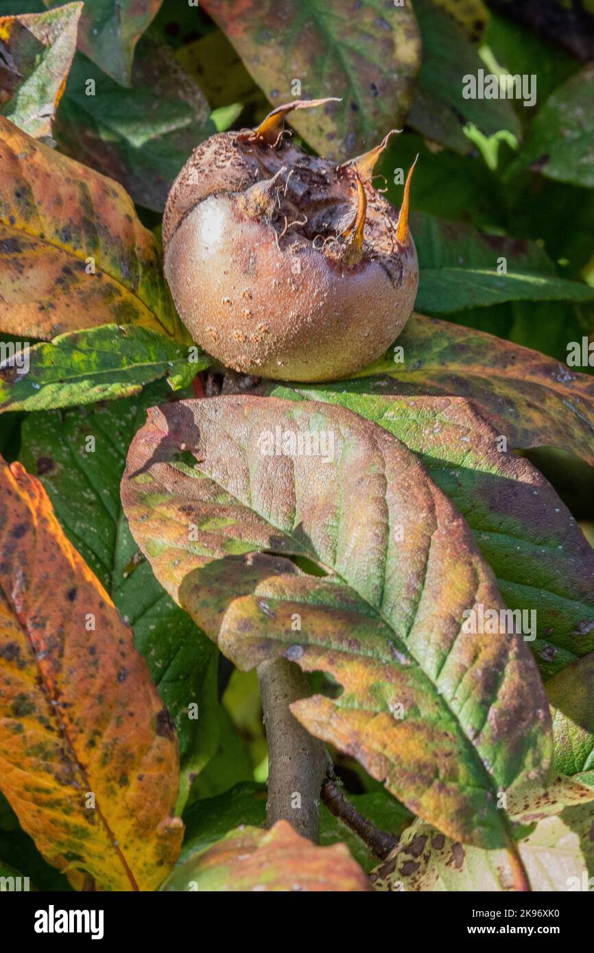 Medlar fruit in the branch of medlar tree Stock Photo