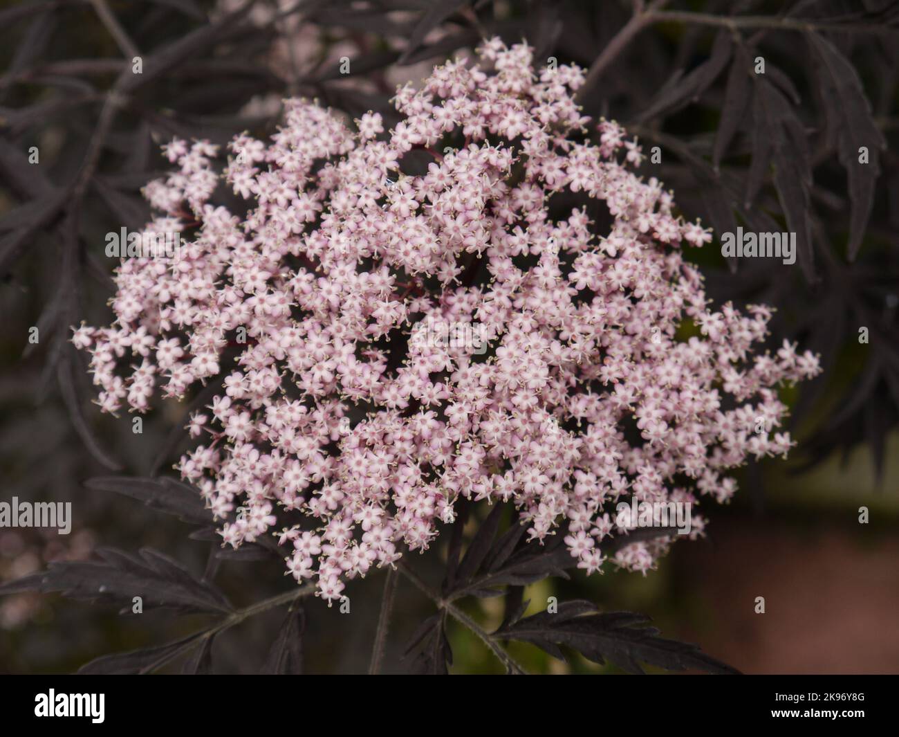 Semi Di Sambuco Nero - 50 Semi | Per Coltivazione Piante Officinalis