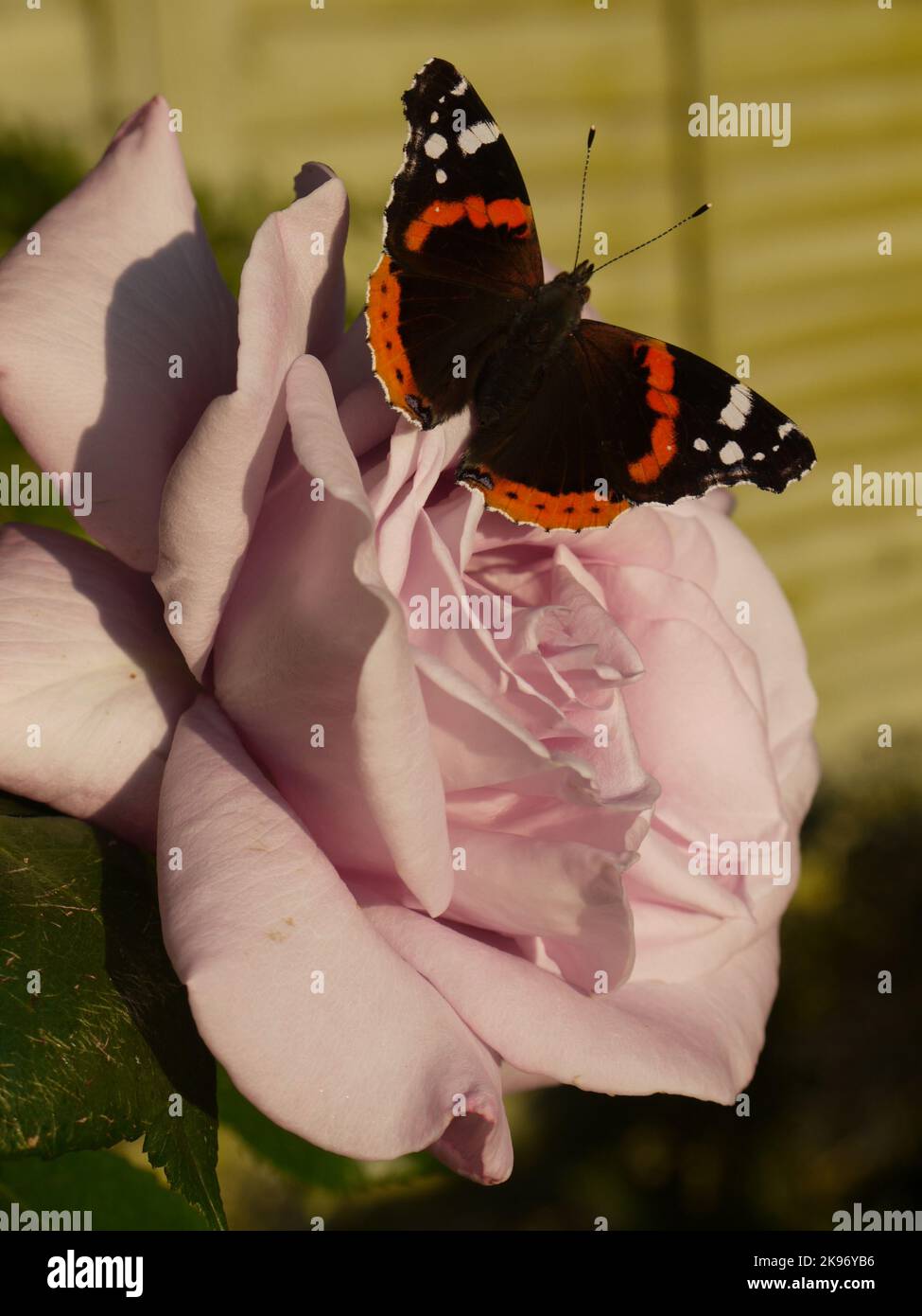 Red Admiral butterfly with open wings resting on a hybrid tea rose 'Twice in a Blue Moon' Stock Photo