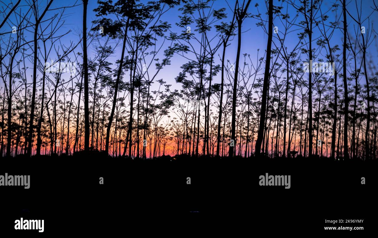 Silhouetted trees against a sunset sky - perfect for wallpaper Stock ...