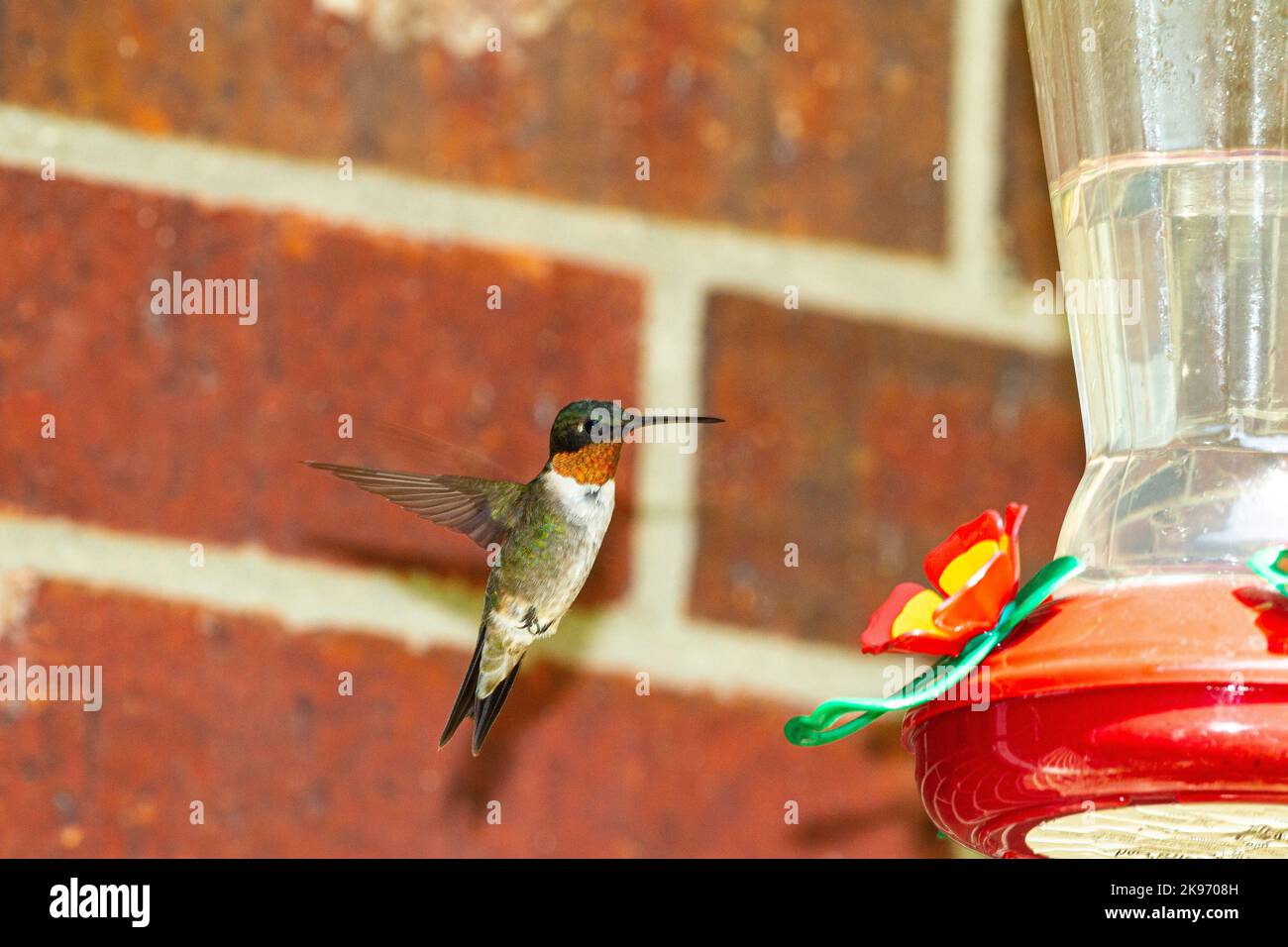 A Ruby-throated hummingbird feeds on nectar Stock Photo