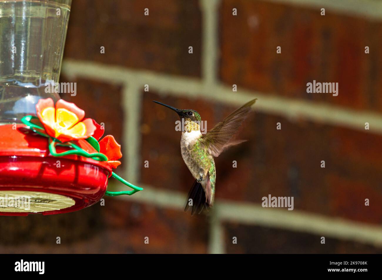 A Ruby-throated hummingbird feeds on nectar Stock Photo