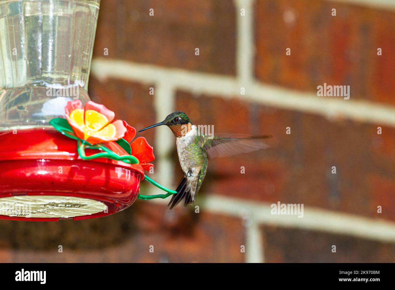 A Ruby-throated hummingbird feeds on nectar Stock Photo