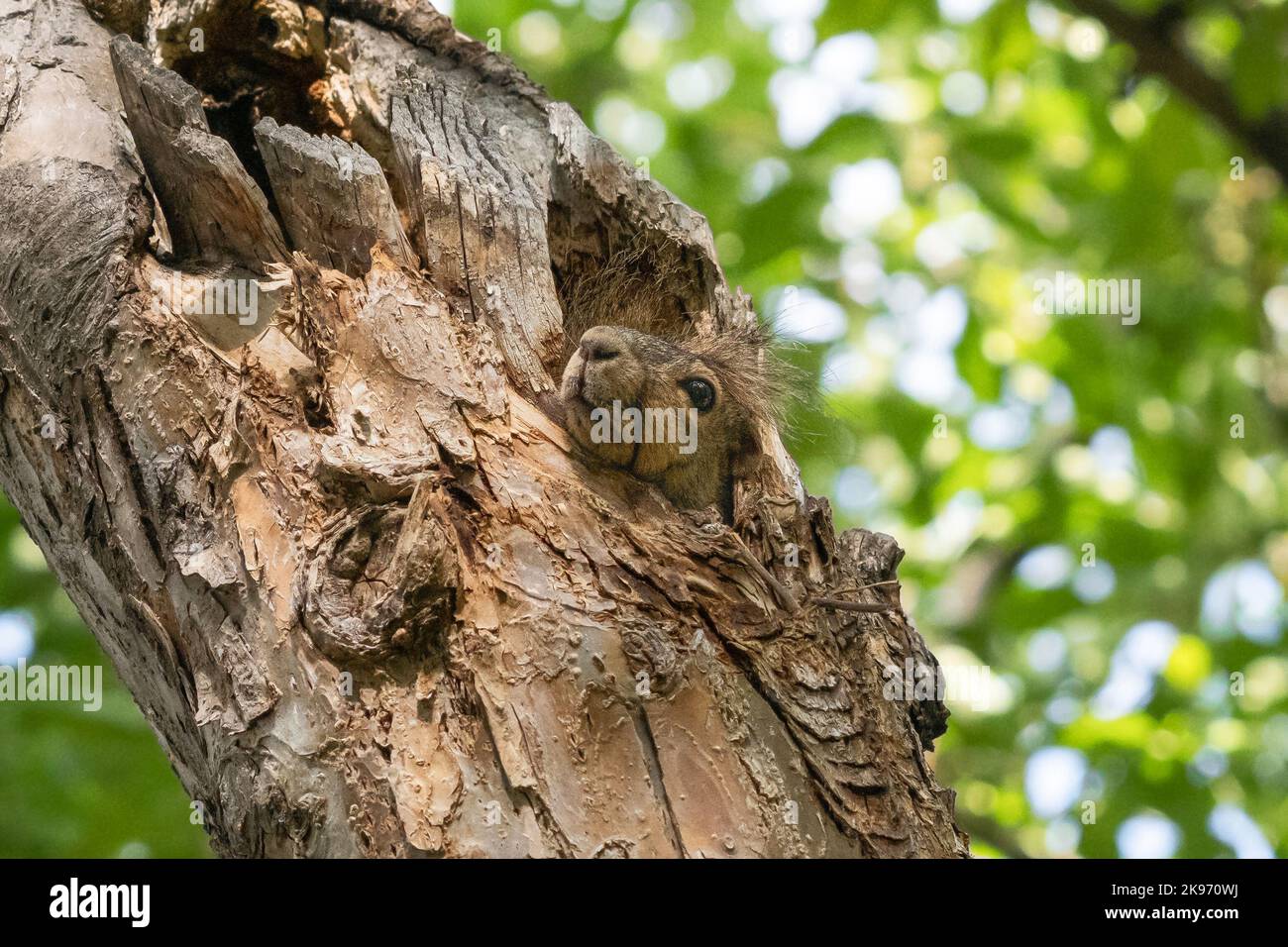 A Fox Squirrel tucked inside a tree cavity sticks its nose and head out. Stock Photo