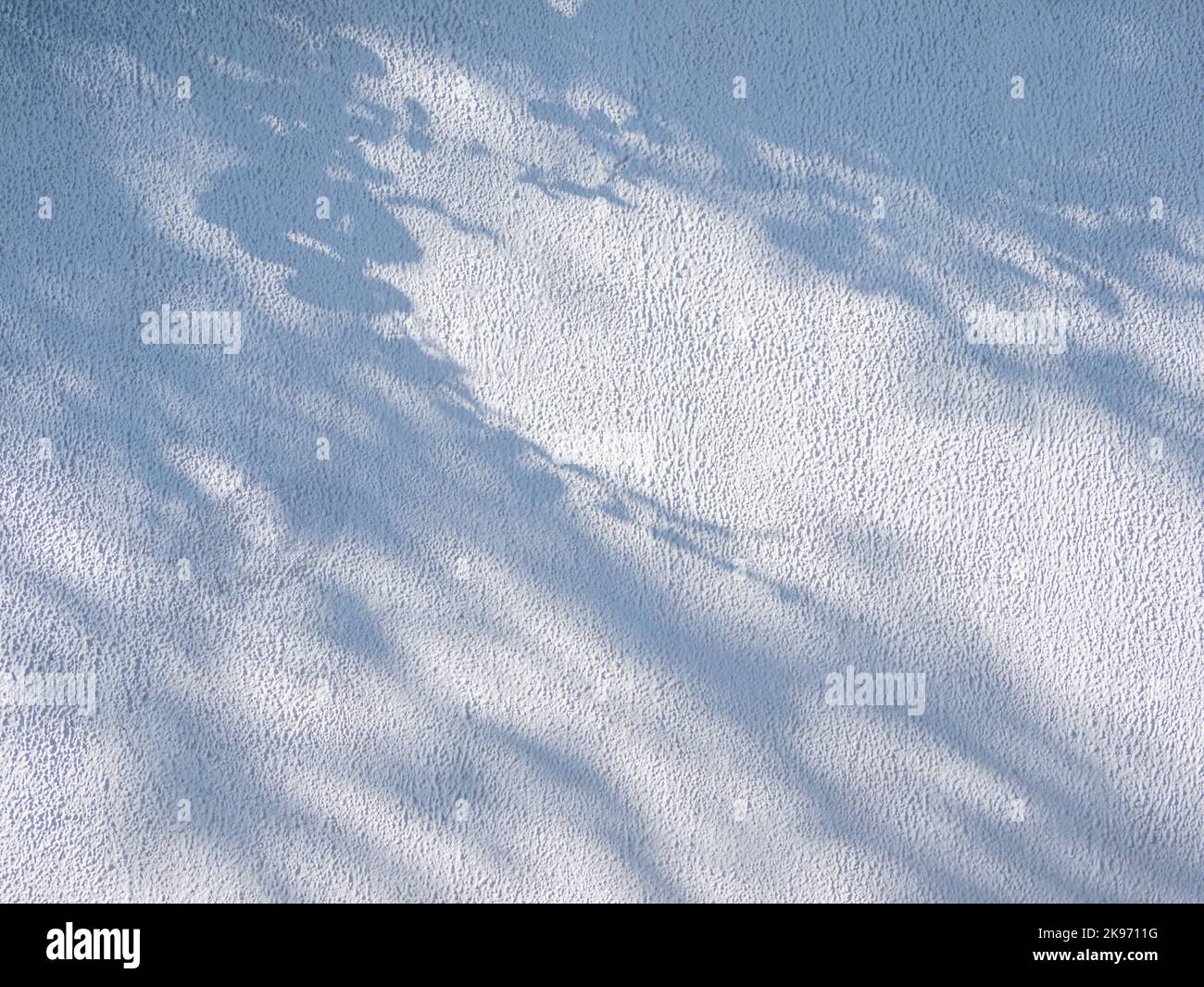 Lacy shadows from trees on white wall. Abstract background with concrete texture. Stock Photo