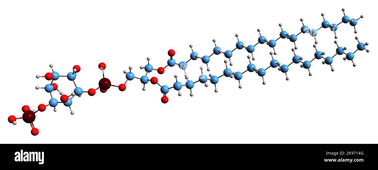 3D image of Phosphatidylinositol phosphate skeletal formula - molecular chemical structure of PIP isolated on white background Stock Photo